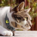 Cat GPS Tracker with Real-Time Location