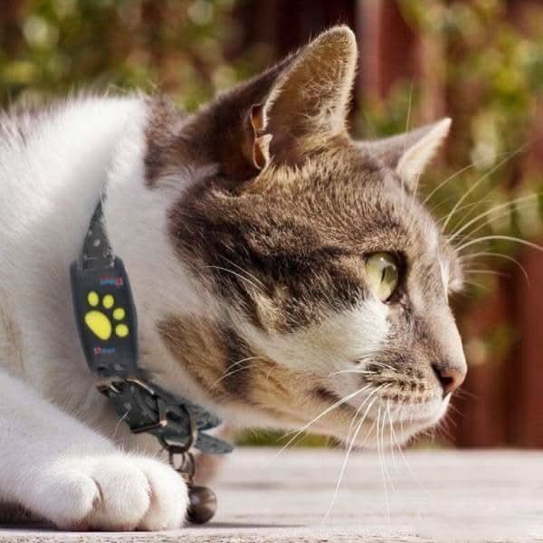 Cat GPS Tracker with Real-Time Tracking